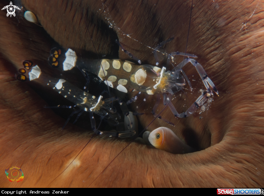 A Peacock-tail anemone shrimp