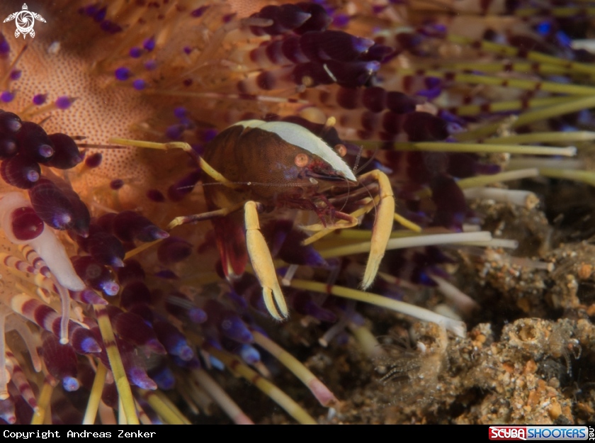 A Brook`s urchin shrimp