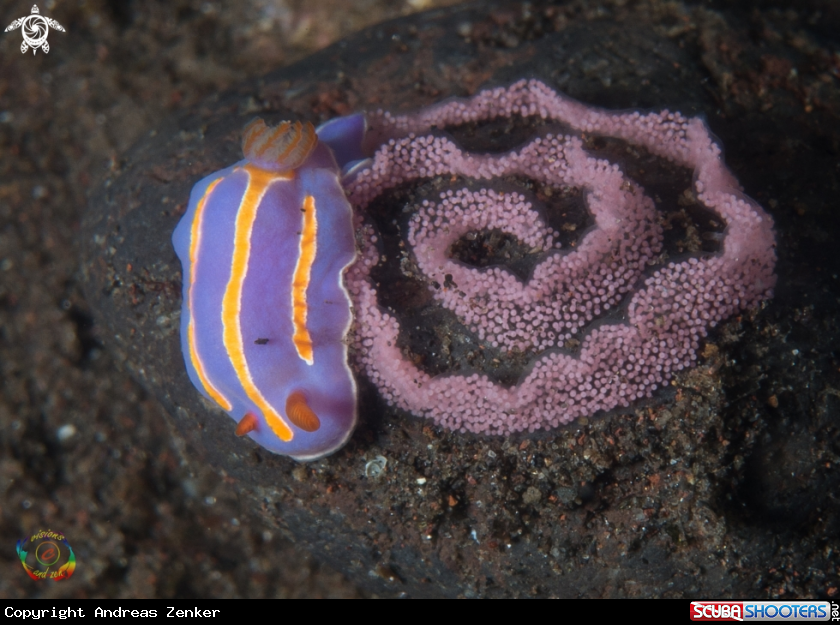 A Mexichromis trilineata