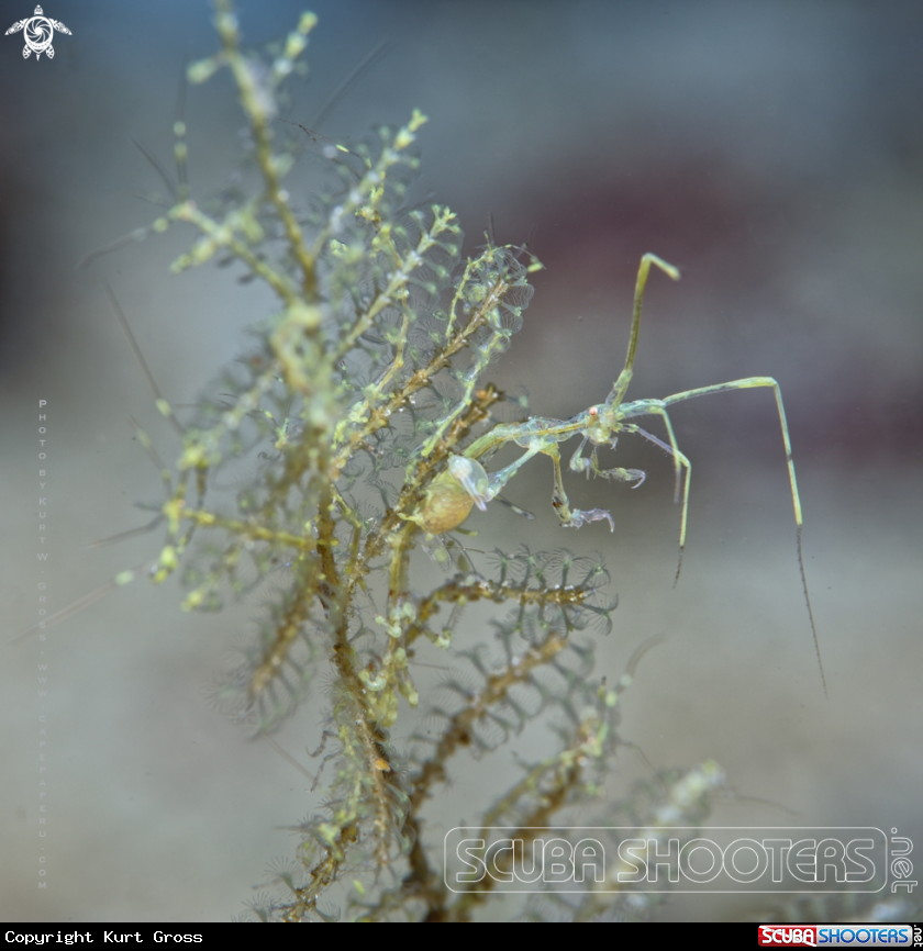 A Skeleton shrimp