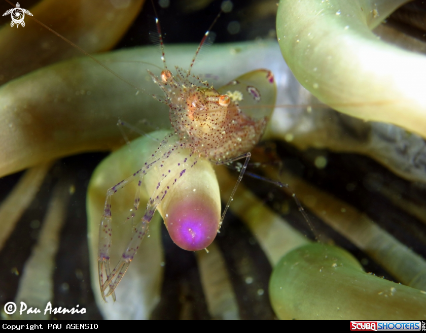 A Crystal prawn
