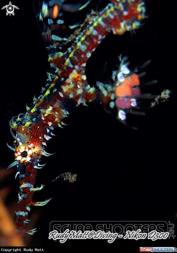 A Harlequin Ghost Pipe Fish