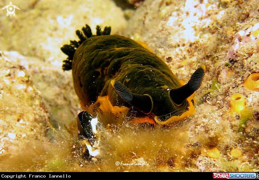 A Nudibranch