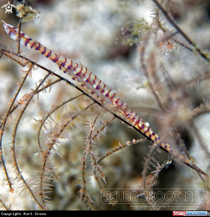 A Shrimp