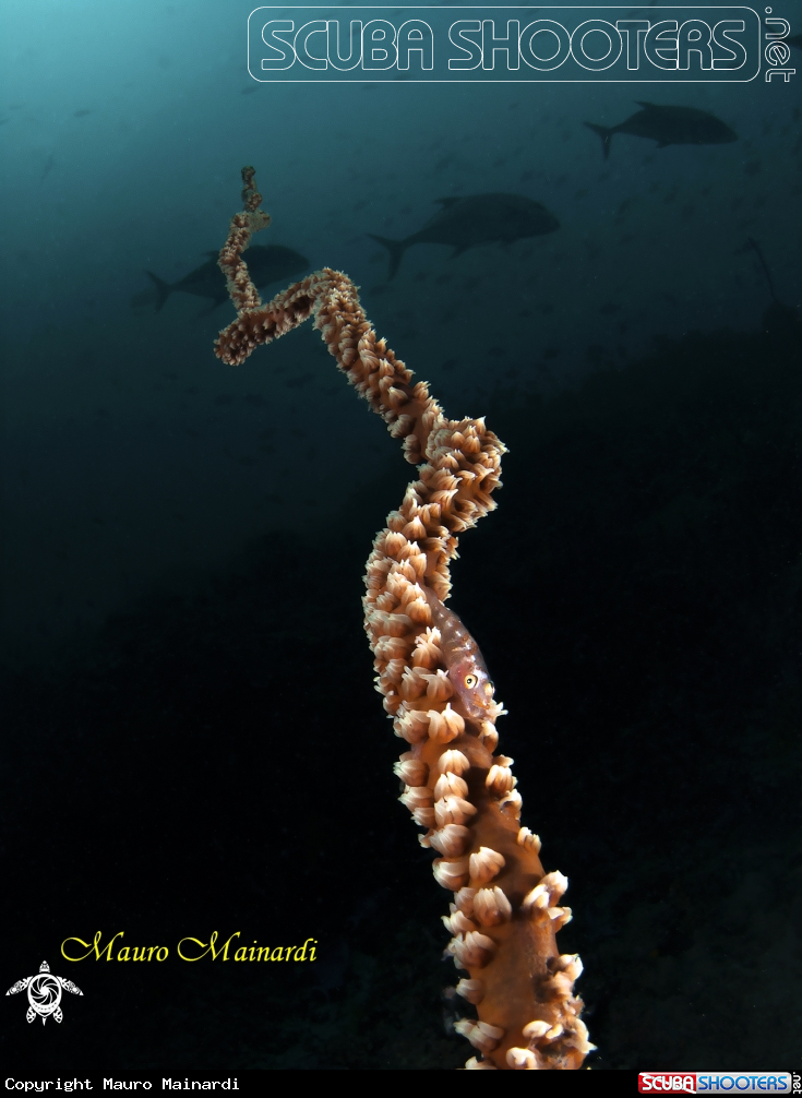 A Goby and whipcoral