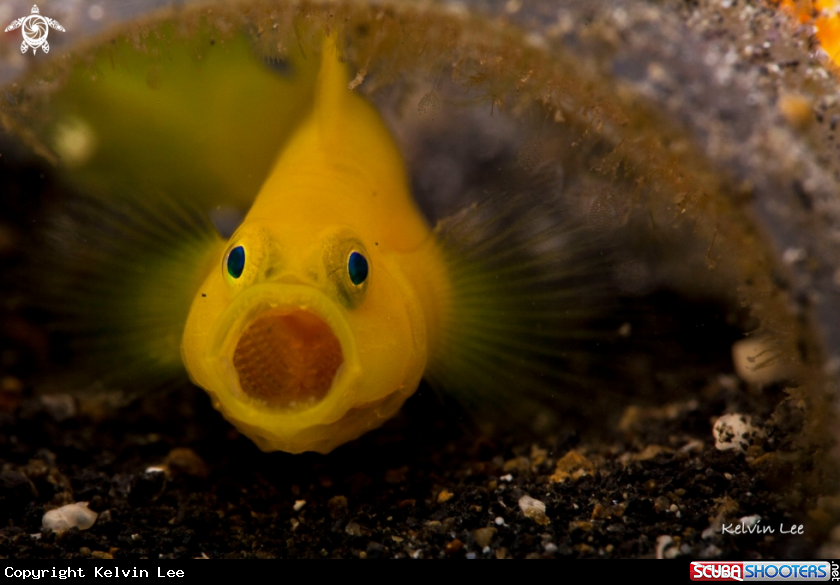 A Goby