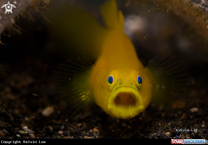 A Goby