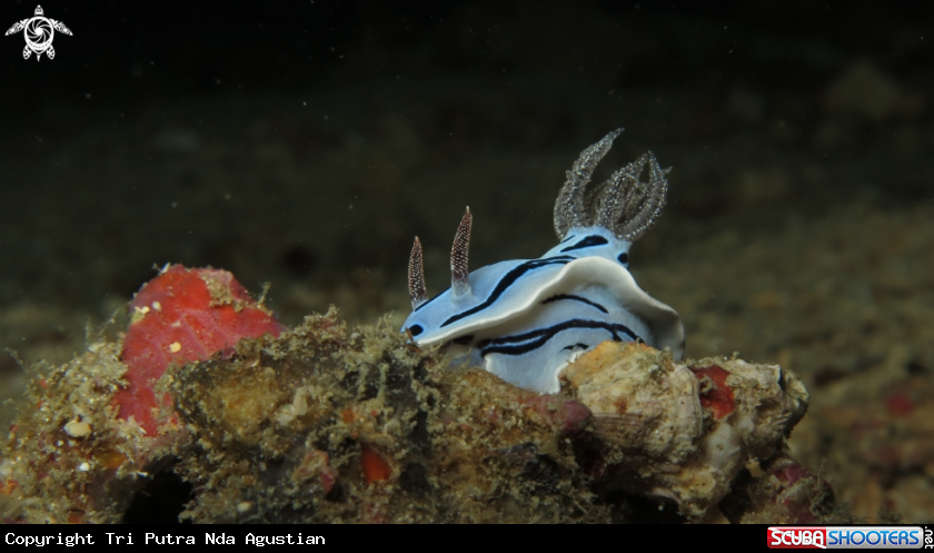 A nudi branch 