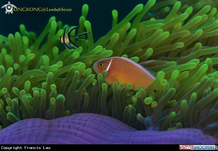 A Nemo