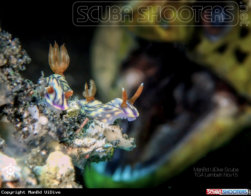 A Nudibranch