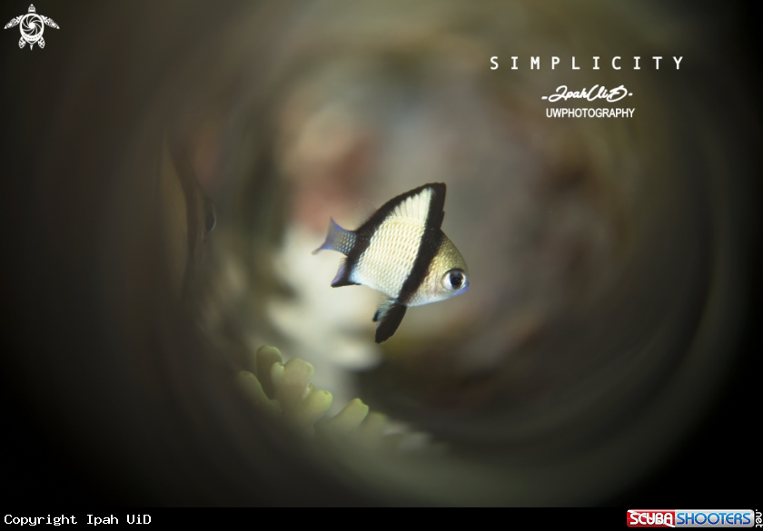A 2 striped Damsel