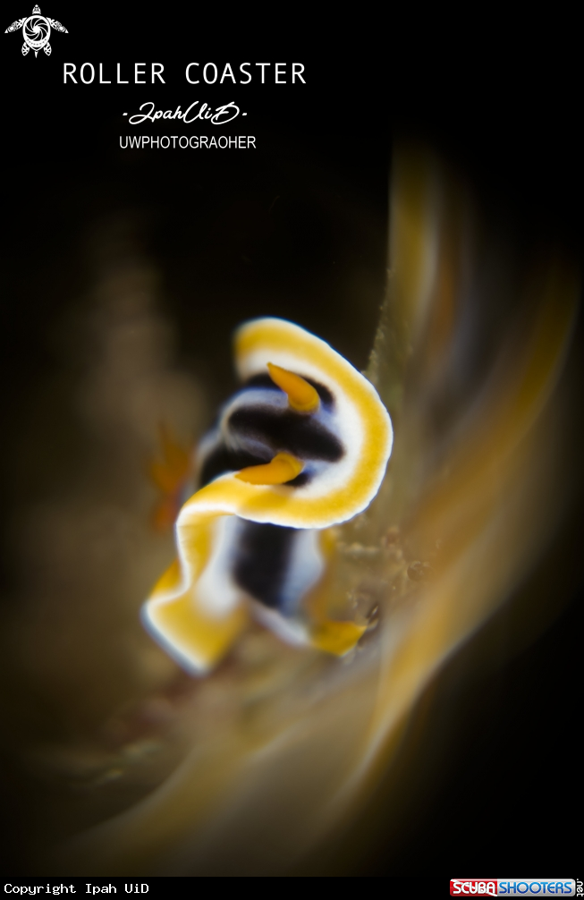 A Nudibranch