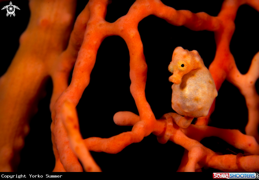 A Denise's Pygmy Seahorse