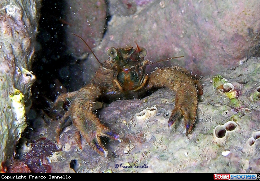 A Crab