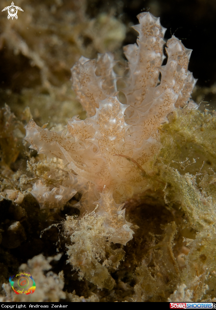 A Phyllodesmium cryptica