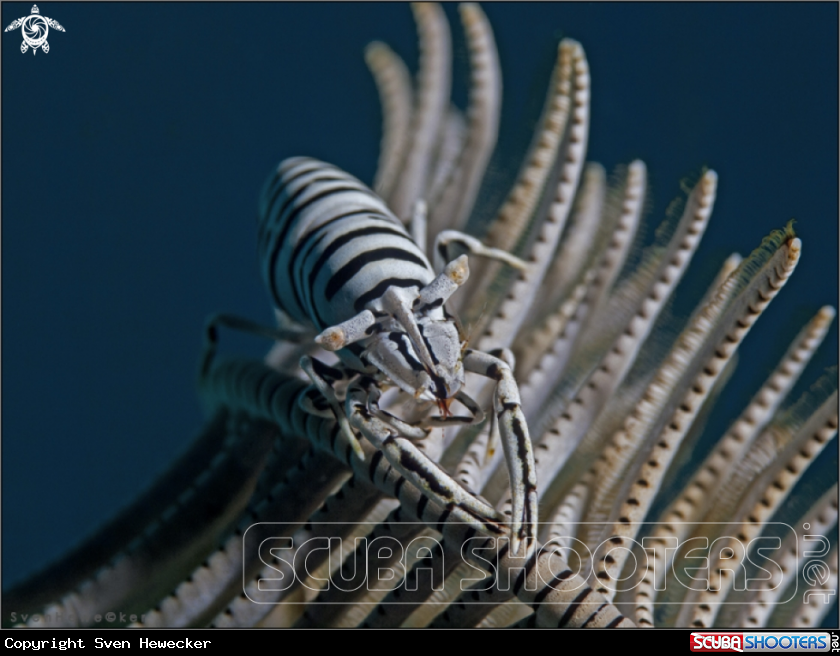 A Leopard Crinoid Shrimp