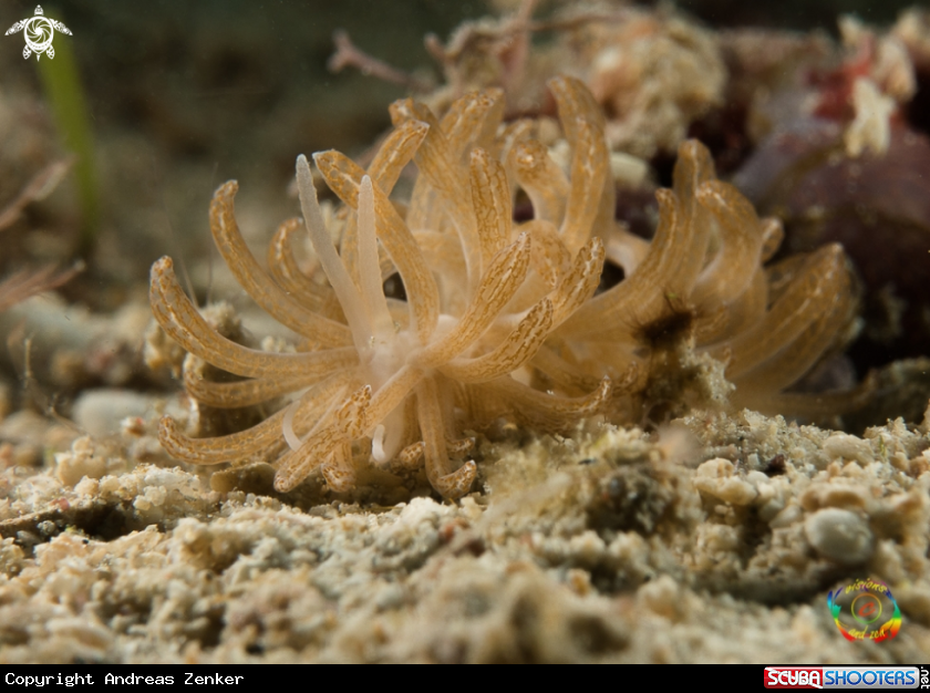 A Phyllodesmium sp 8