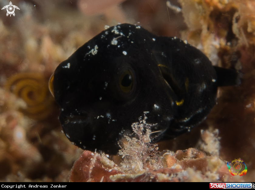 A Baby pufferfish 