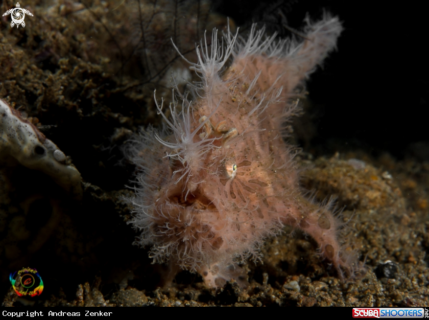 A Hairy frogfish