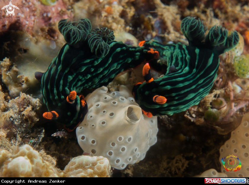 A Nembrotha kubaryana