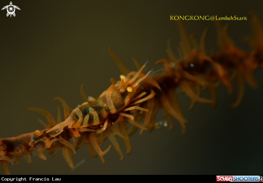 A Wire coral shrimp
