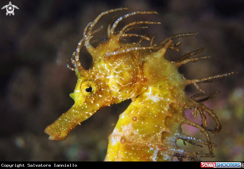 A underwater creature