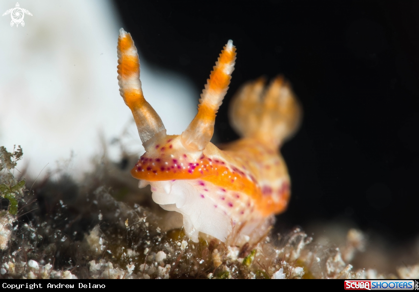 A Nudibranch