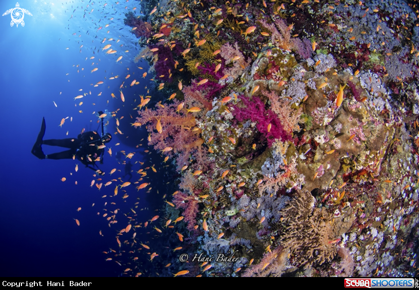 A coral reef