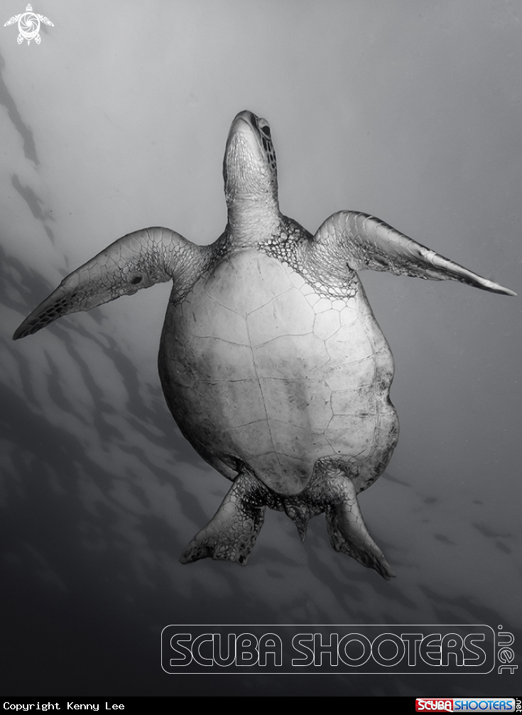 A Green sea turtle