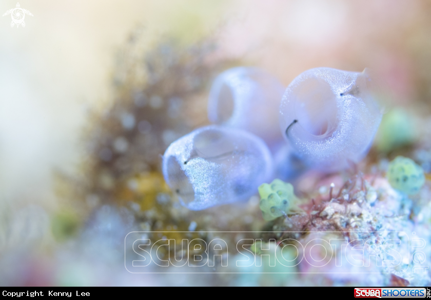 A Tunicate