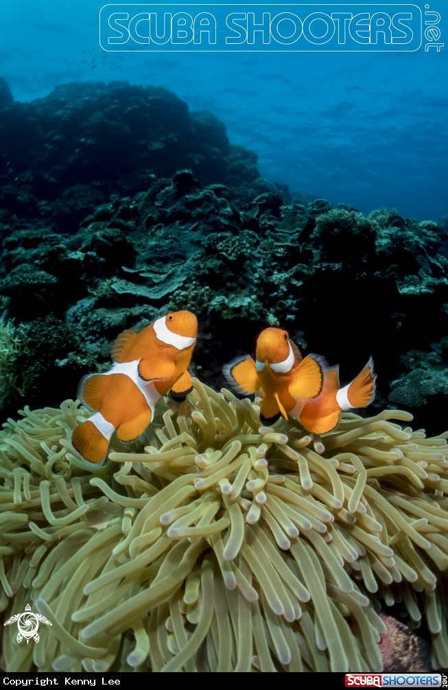 A Clown Anemonefish