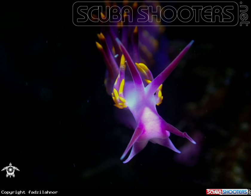 A Nudibranch