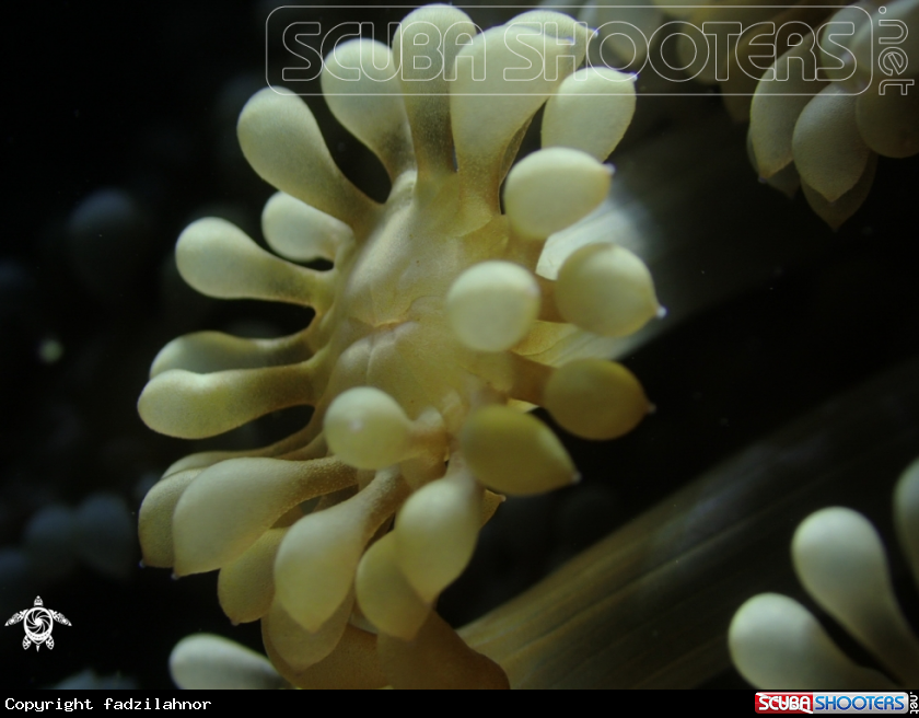 A Soft coral