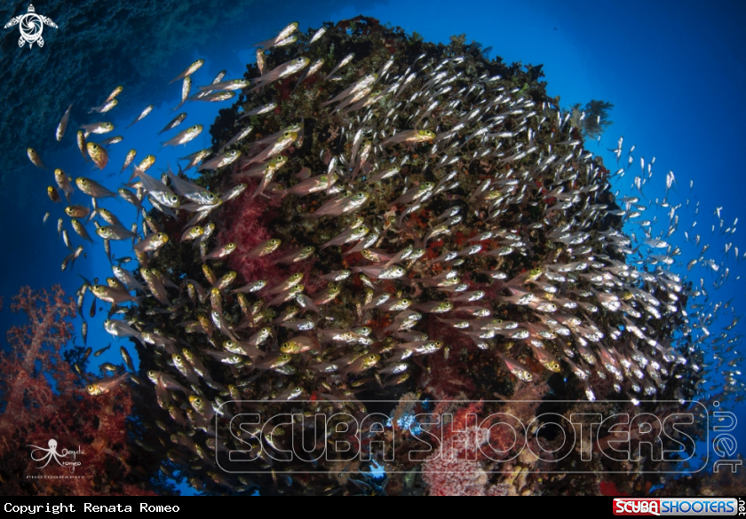 A glassfish