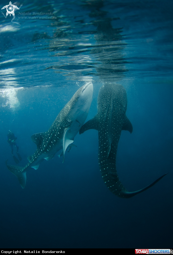 A Whale shark