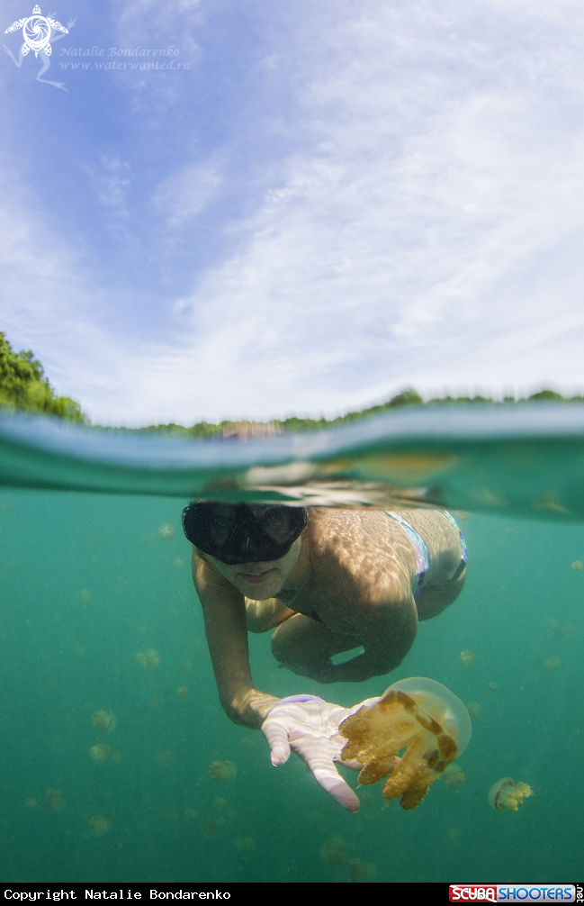 A Jelly fish