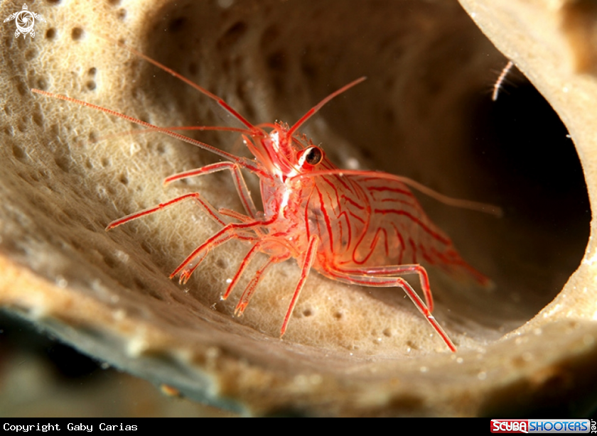 A SHRIMP PEPPERMINT