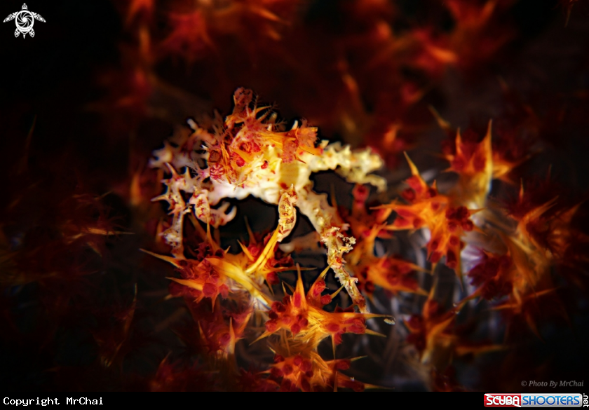 A Soft coral crab