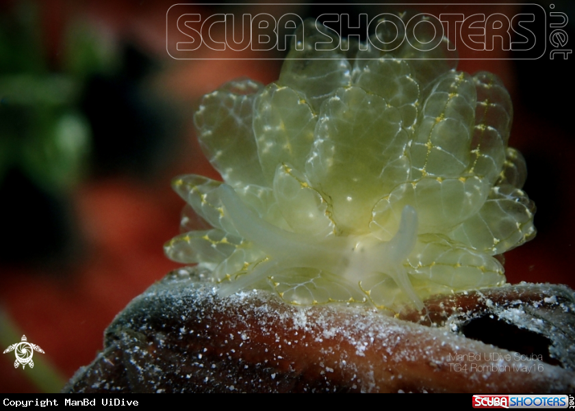 A Nudibranch
