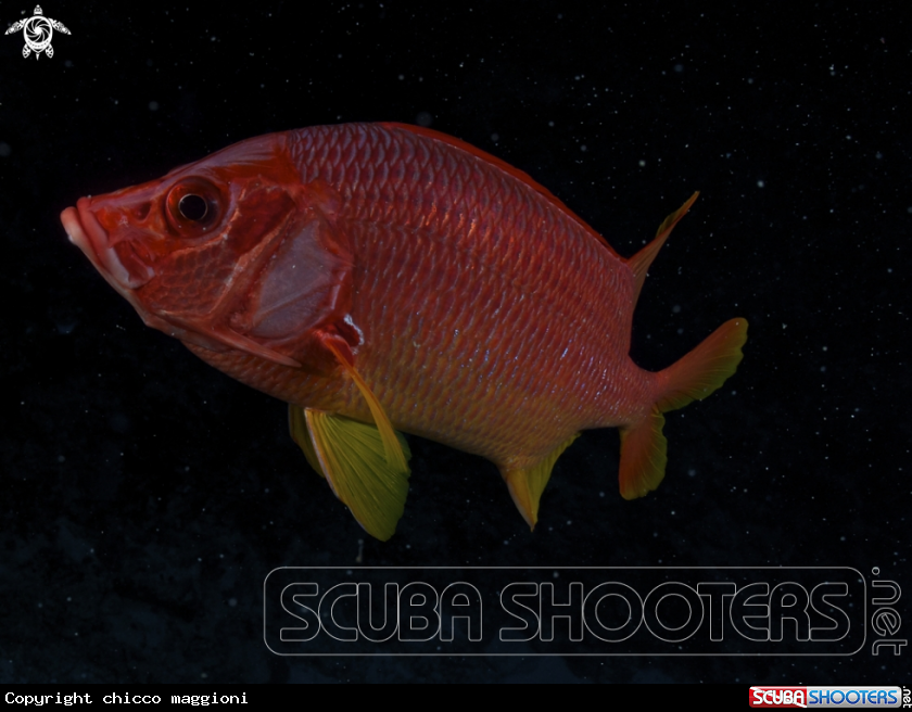 A squirrel fish