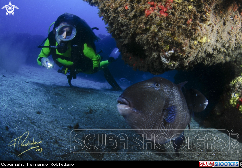 A Grey triggerfish