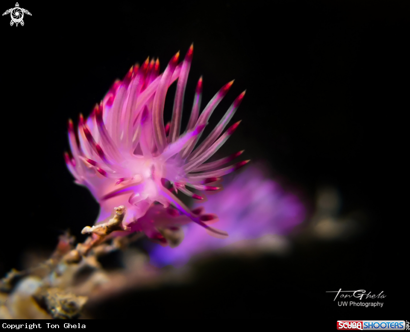 A Nudibranch
