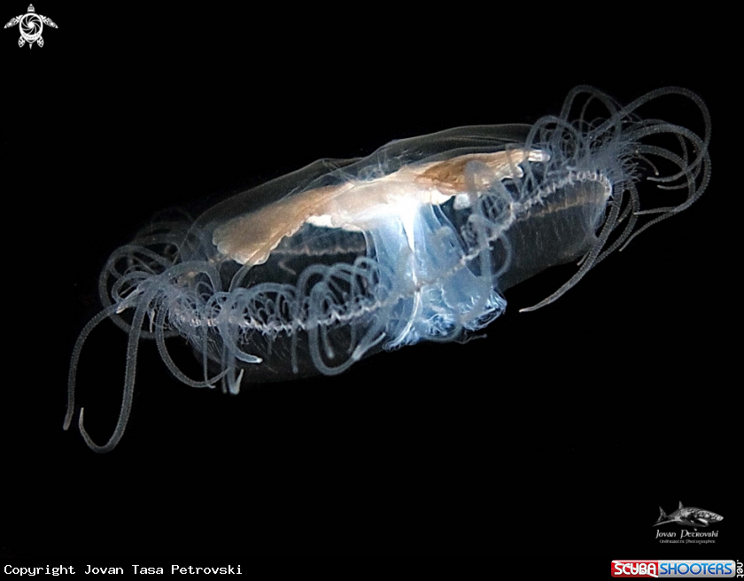 A Slatkovodna meduzica / Freshwater jellyfish  .