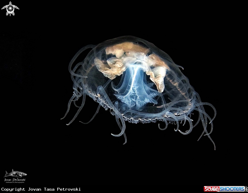 A Slatkovodna meduzica / Freshwater jellyfish  .