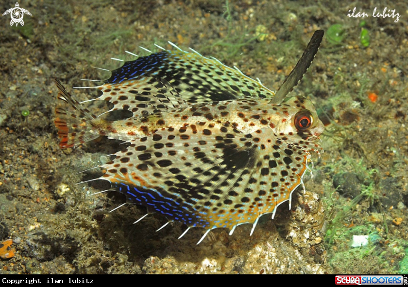 A reef fish