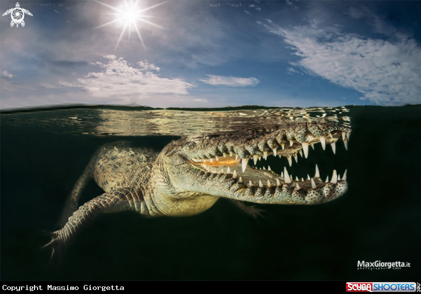 A american crocodile