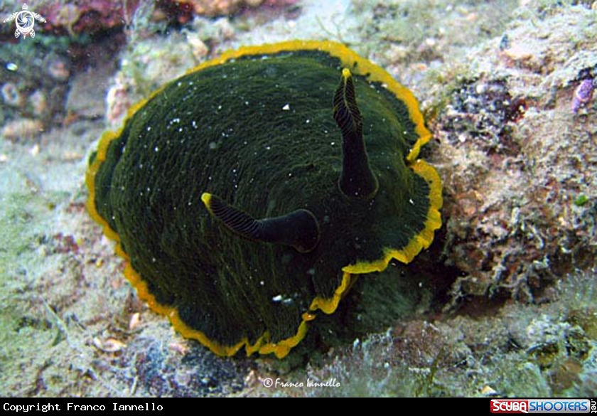 A Nudibranch