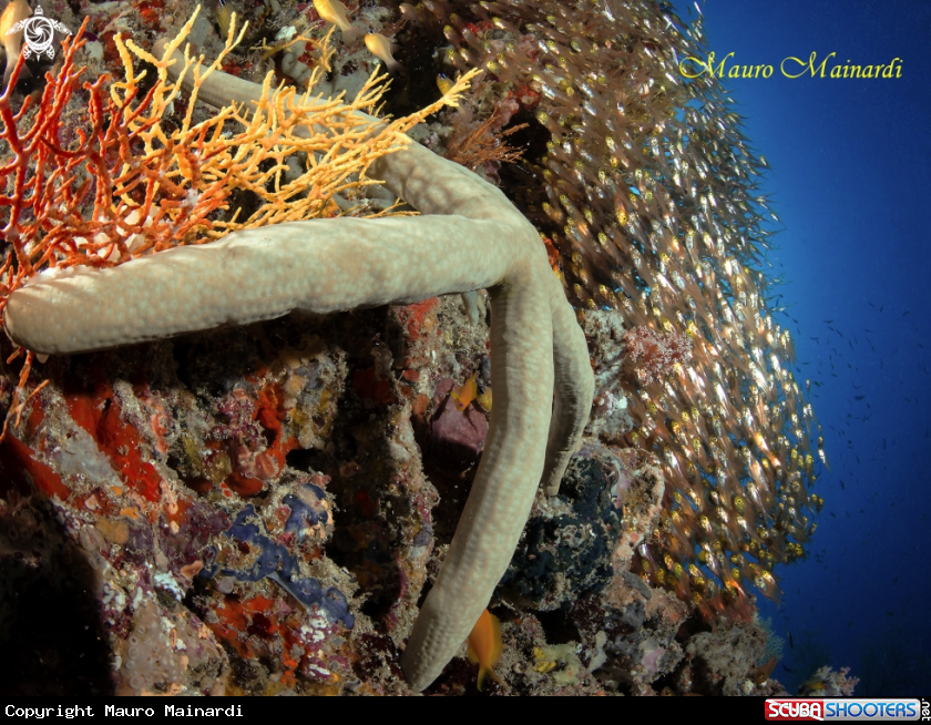 A Glassfish & seastar