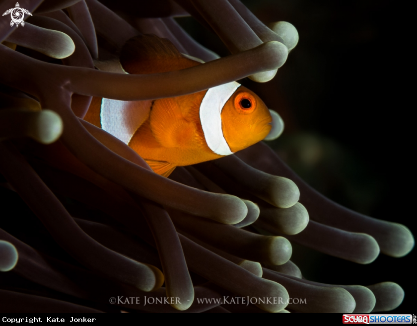 A Clownfish
