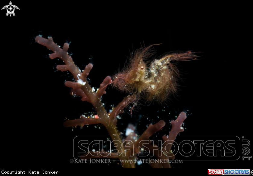 A Hairy Shrimp